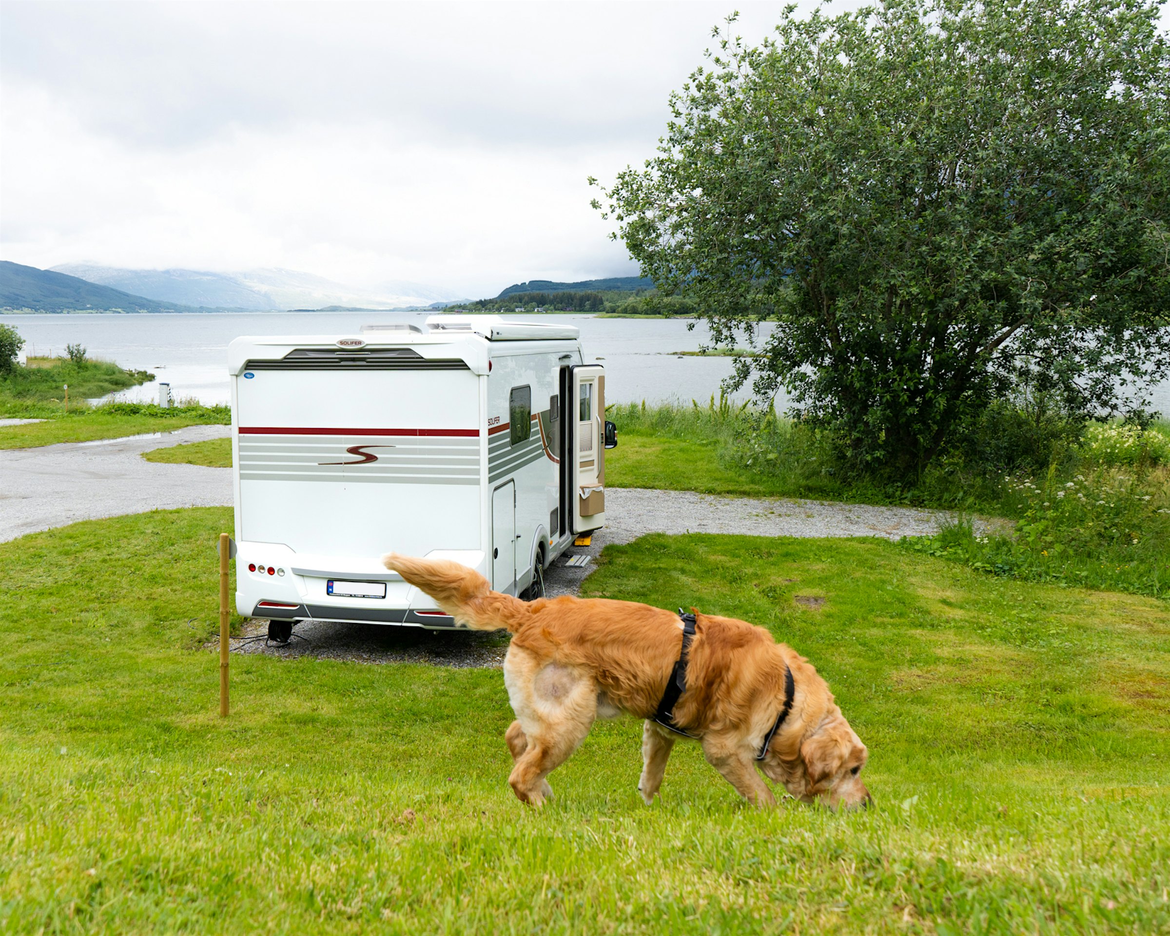 Dog sniffs the grass in front of the mobile home with a view of the mountains and water behind. Photo