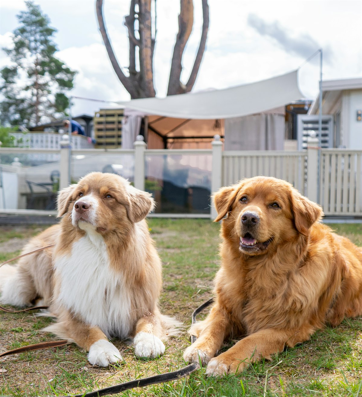 To hunder ligger på gresset foran fastplass på campingplass. Foto