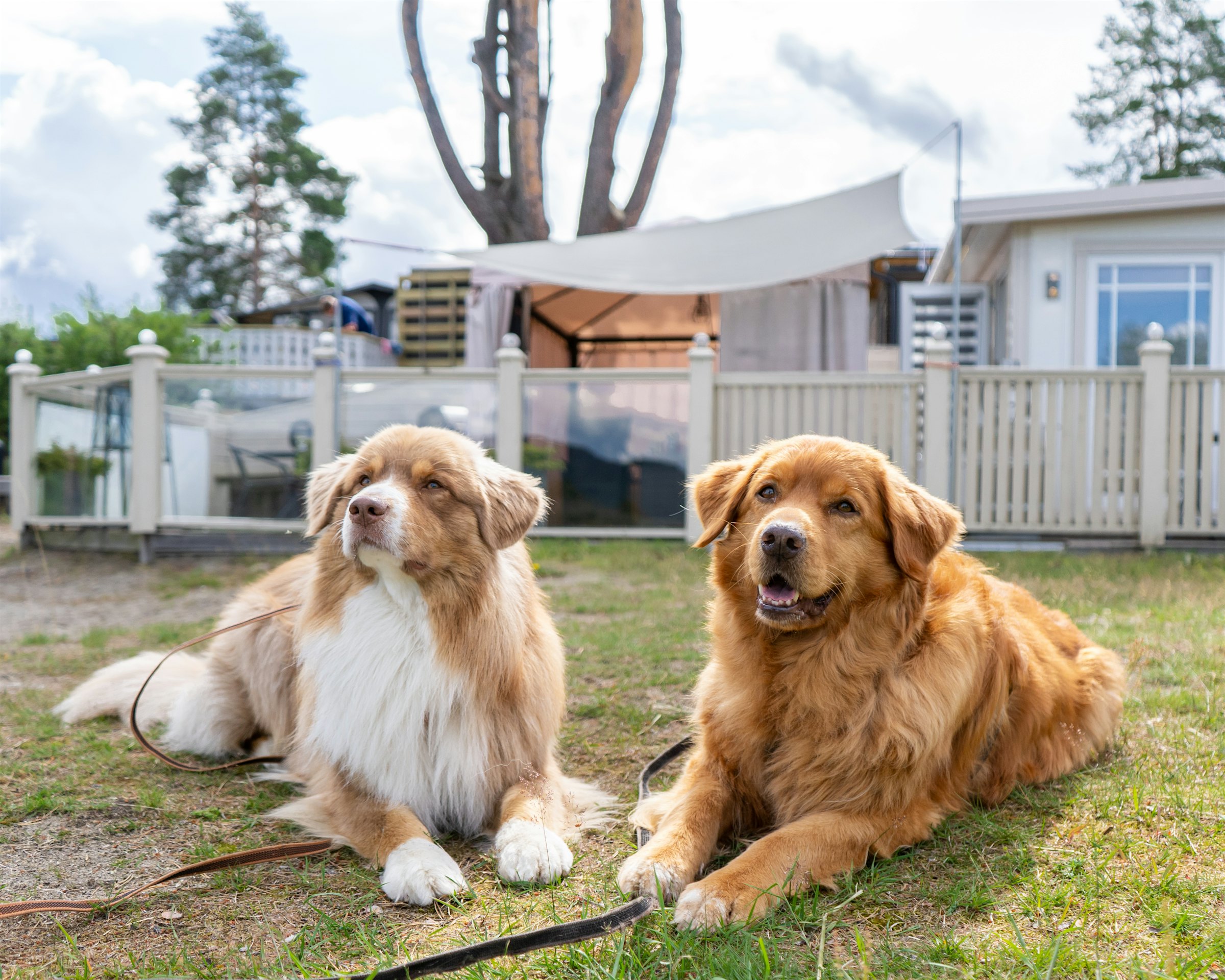To hunder ligger på gresset foran fastplass på campingplass. Foto