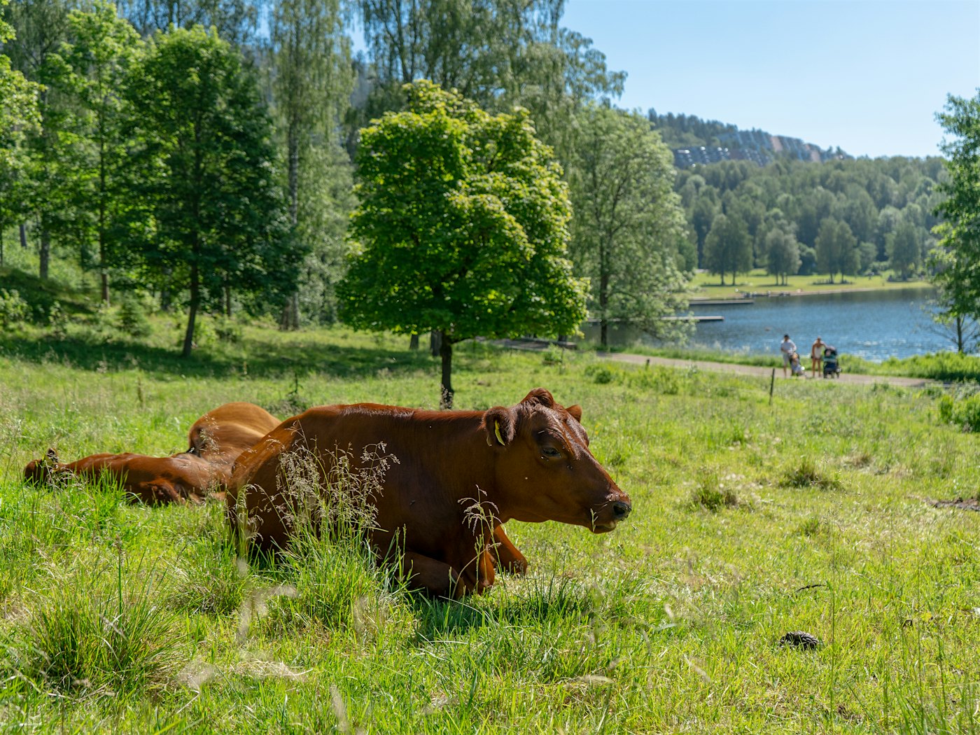 Two brown cows on a meadow with a lake in the background. Photo