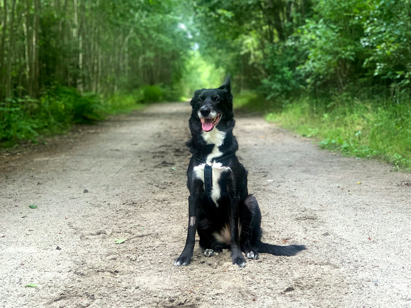 Svart hund sitter vendt mot kamera midt i en skogsvei omgitt av grønne busker.