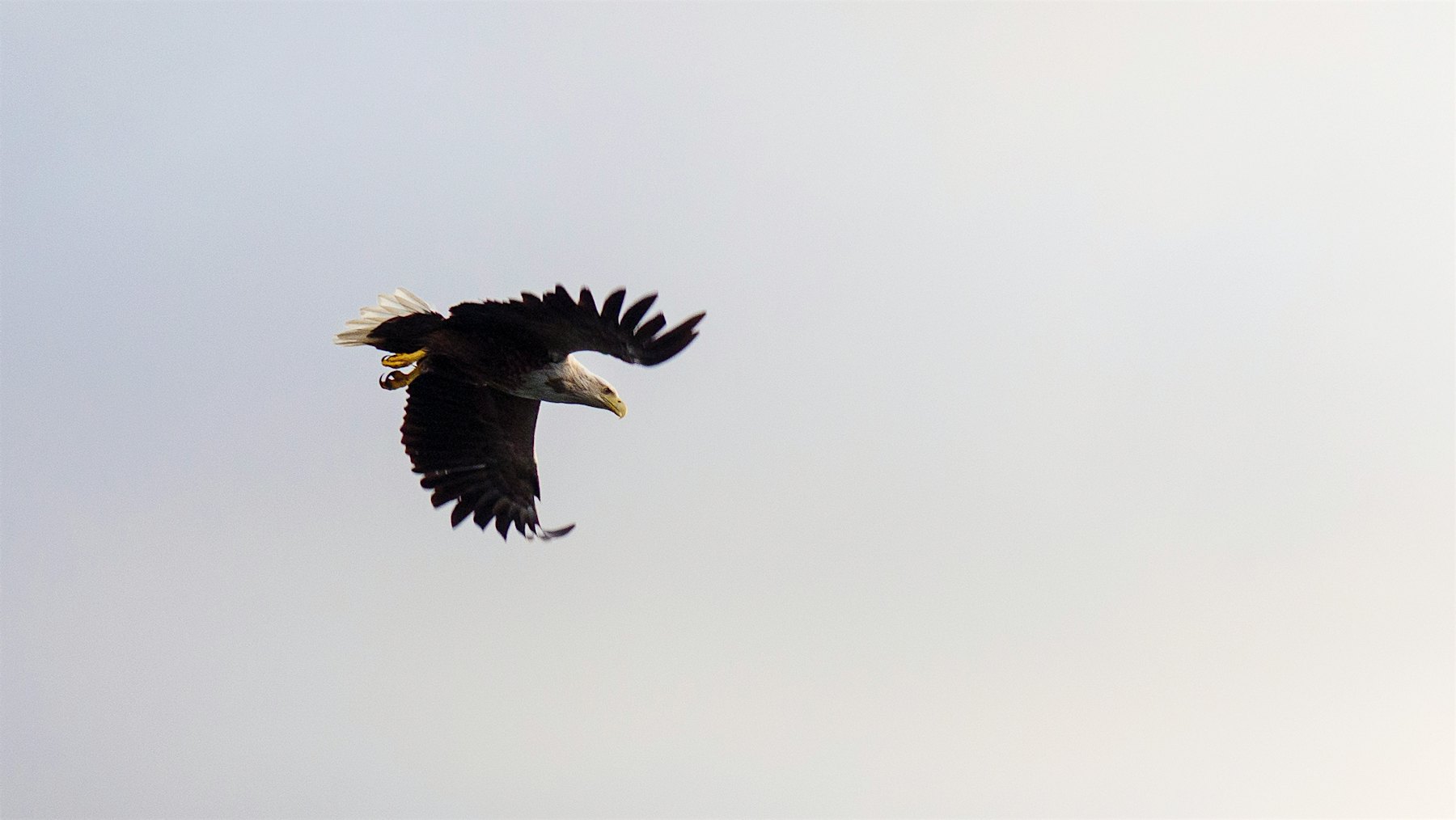 Sea eagles fly in the sky. Photo
