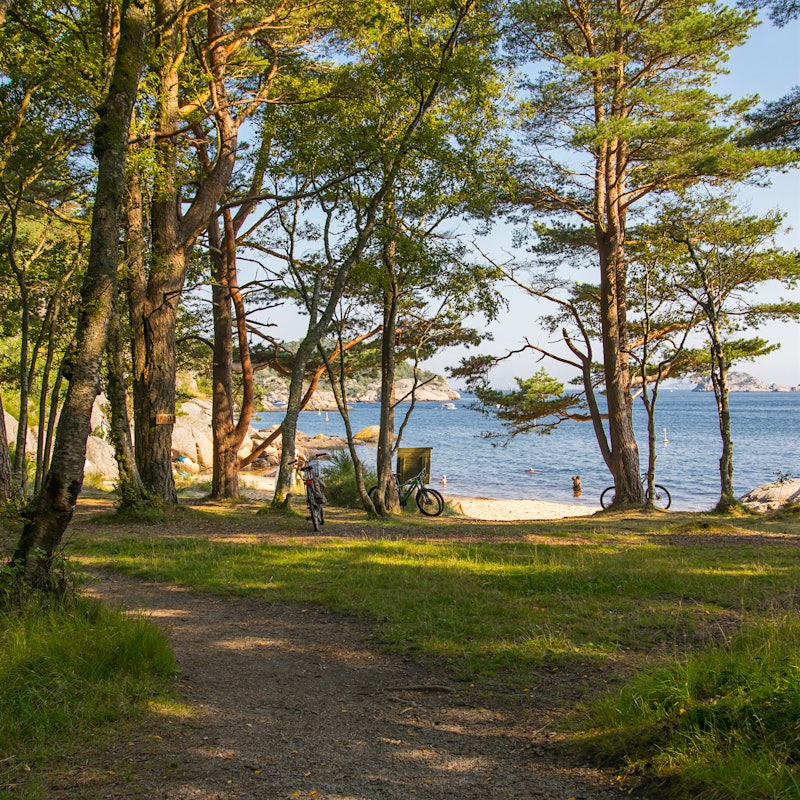 Two bicycles are parked in a forest with a beach in the background. Photo