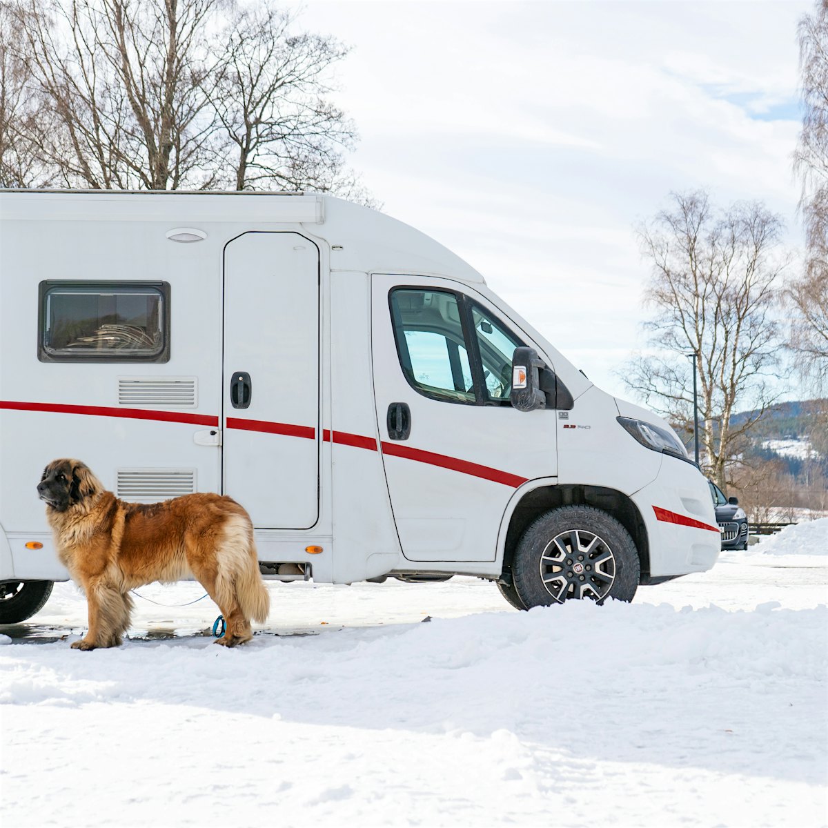 A mobile home is parked in a mobile home space in winter, with a dog in front. Photo